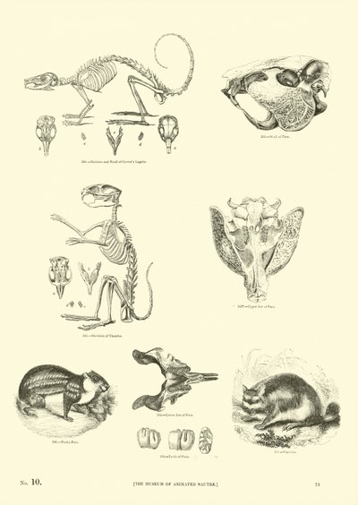 Page from The Pictorial Museum of Animated Nature by English School
