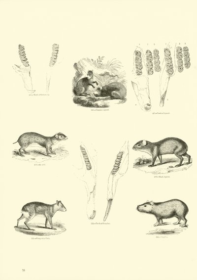 Page from The Pictorial Museum of Animated Nature by English School