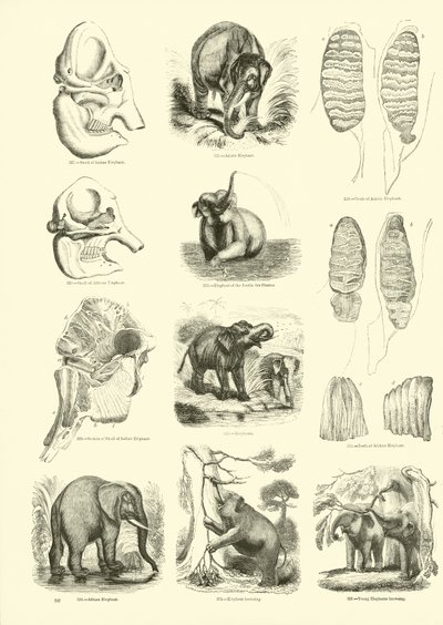 Page from The Pictorial Museum of Animated Nature by English School