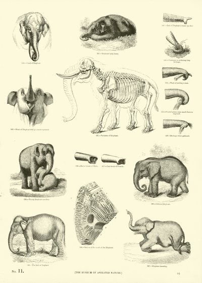 Page from The Pictorial Museum of Animated Nature by English School