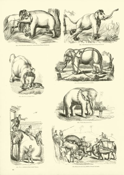 Page from The Pictorial Museum of Animated Nature by English School