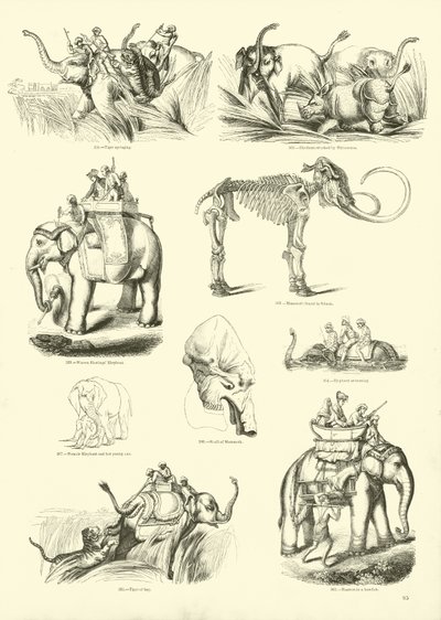 Page from The Pictorial Museum of Animated Nature by English School