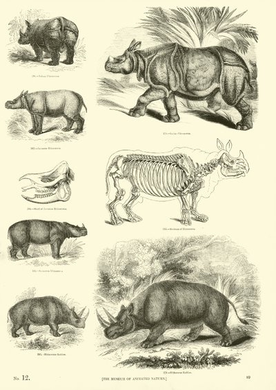 Page from The Pictorial Museum of Animated Nature by English School