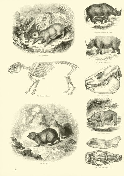 Page from The Pictorial Museum of Animated Nature by English School