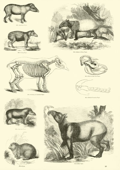 Page from The Pictorial Museum of Animated Nature by English School