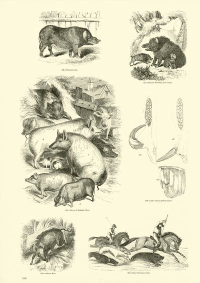 Page from The Pictorial Museum of Animated Nature by English School