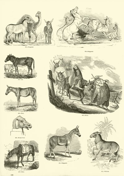 Page from The Pictorial Museum of Animated Nature by English School