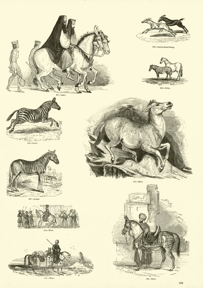 Page from The Pictorial Museum of Animated Nature by English School