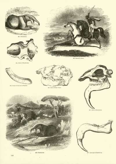 Page from The Pictorial Museum of Animated Nature by English School