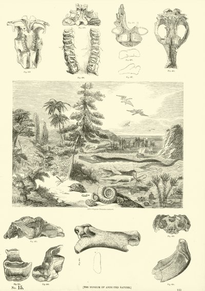 Page from The Pictorial Museum of Animated Nature by English School
