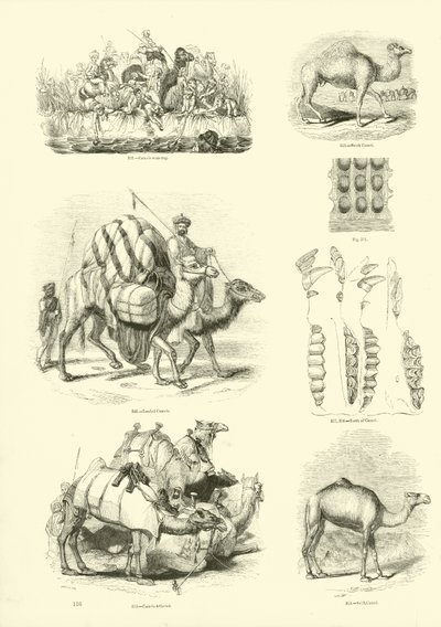 Page from The Pictorial Museum of Animated Nature by English School