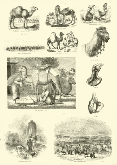 Page from The Pictorial Museum of Animated Nature by English School