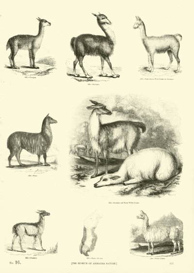 Page from The Pictorial Museum of Animated Nature by English School