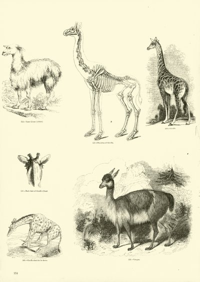 Page from The Pictorial Museum of Animated Nature by English School