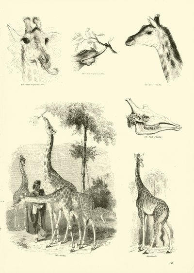 Page from The Pictorial Museum of Animated Nature by English School