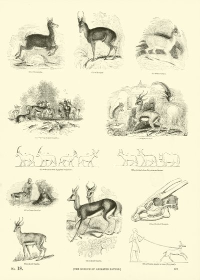 Page from The Pictorial Museum of Animated Nature by English School