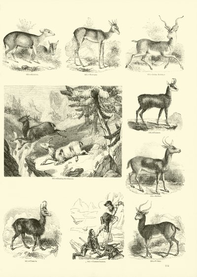 Page from The Pictorial Museum of Animated Nature by English School
