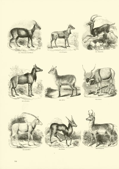 Page from The Pictorial Museum of Animated Nature by English School