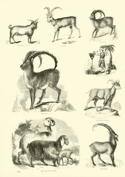 Page from The Pictorial Museum of Animated Nature by English School