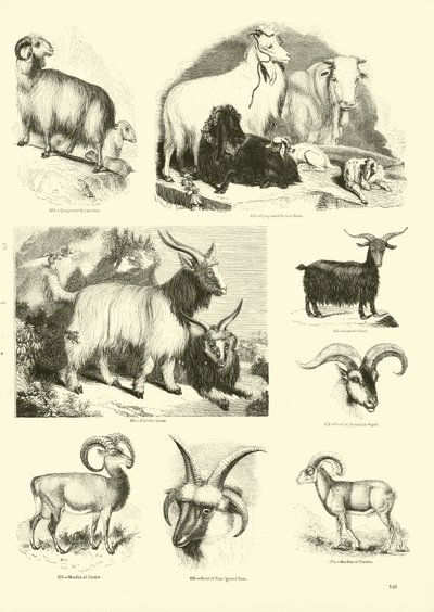 Page from The Pictorial Museum of Animated Nature by English School