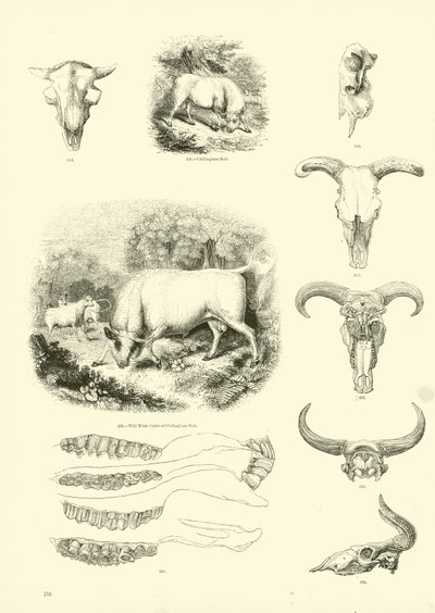 Page from The Pictorial Museum of Animated Nature by English School