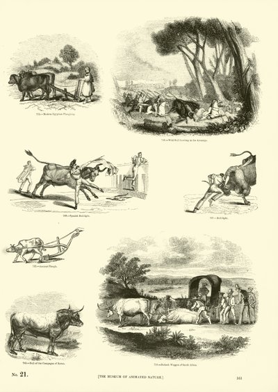 Page from The Pictorial Museum of Animated Nature by English School