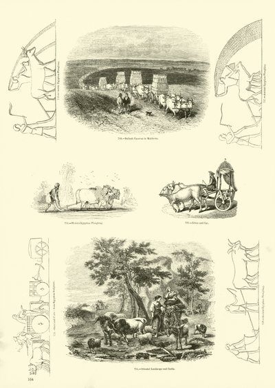 Page from The Pictorial Museum of Animated Nature by English School