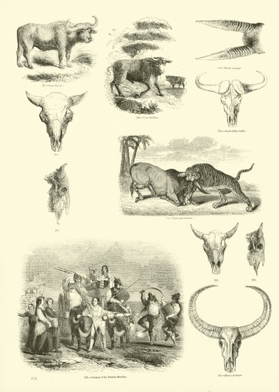 Page from The Pictorial Museum of Animated Nature by English School