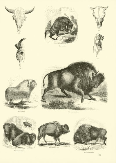 Page from The Pictorial Museum of Animated Nature by English School