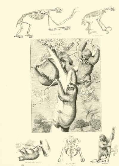 Page from The Pictorial Museum of Animated Nature by English School