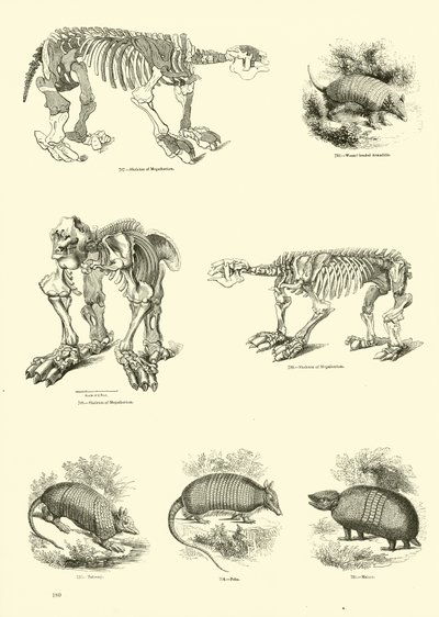 Page from The Pictorial Museum of Animated Nature by English School