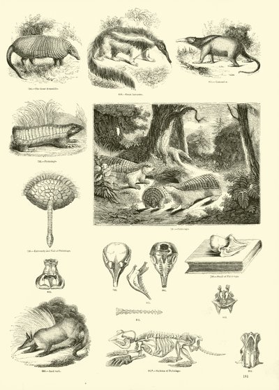 Page from The Pictorial Museum of Animated Nature by English School