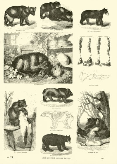 Page from The Pictorial Museum of Animated Nature by English School