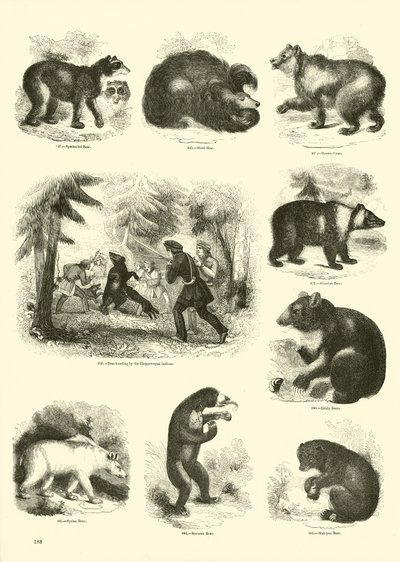 Page from The Pictorial Museum of Animated Nature by English School