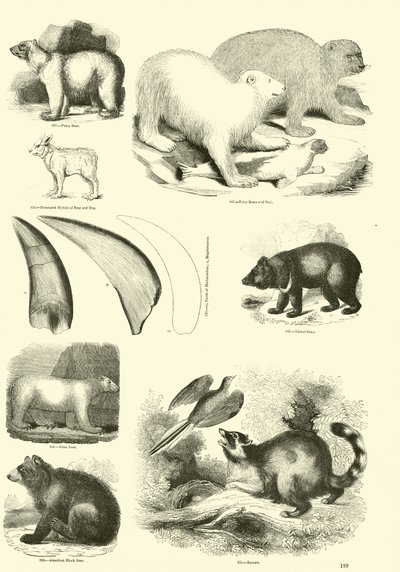 Page from The Pictorial Museum of Animated Nature by English School