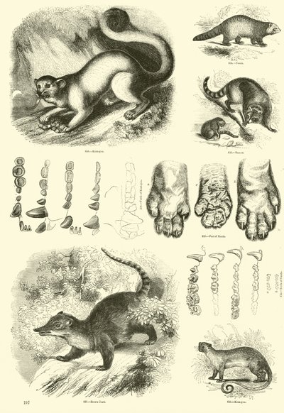 Page from The Pictorial Museum of Animated Nature by English School