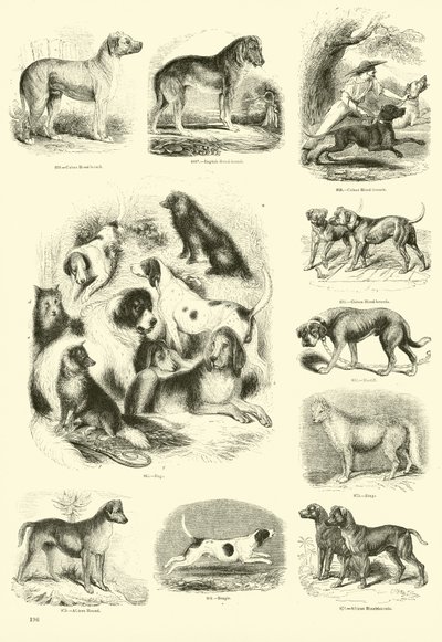 Page from The Pictorial Museum of Animated Nature by English School