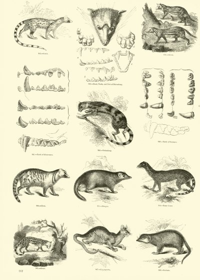 Page from The Pictorial Museum of Animated Nature by English School