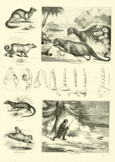 Page from The Pictorial Museum of Animated Nature by English School