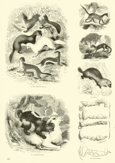 Page from The Pictorial Museum of Animated Nature by English School