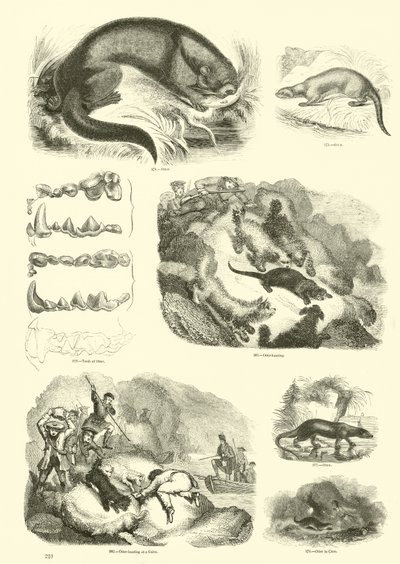 Page from The Pictorial Museum of Animated Nature by English School