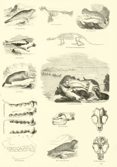 Page from The Pictorial Museum of Animated Nature by English School