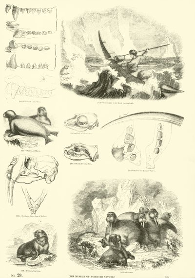 Page from The Pictorial Museum of Animated Nature by English School