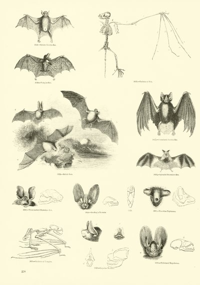 Page from The Pictorial Museum of Animated Nature by English School