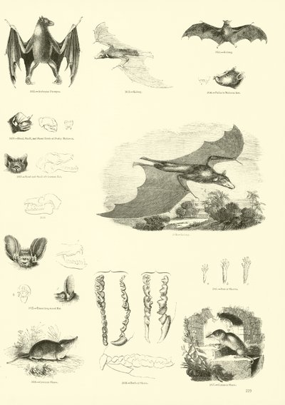 Page from The Pictorial Museum of Animated Nature by English School
