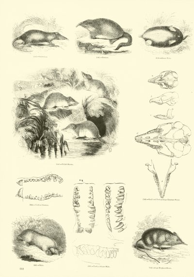 Page from The Pictorial Museum of Animated Nature by English School