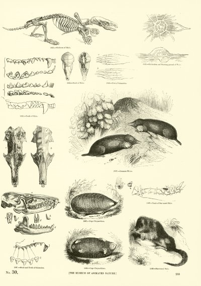 Page from The Pictorial Museum of Animated Nature by English School