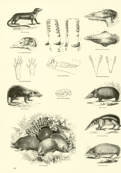 Page from The Pictorial Museum of Animated Nature by English School