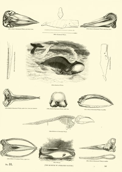 Page from The Pictorial Museum of Animated Nature by English School
