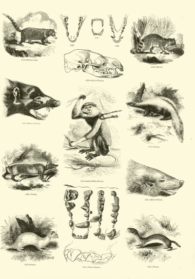 Page from The Pictorial Museum of Animated Nature by English School